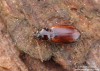 střevlík (Brouci), Trechus quadristriatus, Carabidae (Coleoptera)